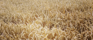 Golden Wheat or Barley