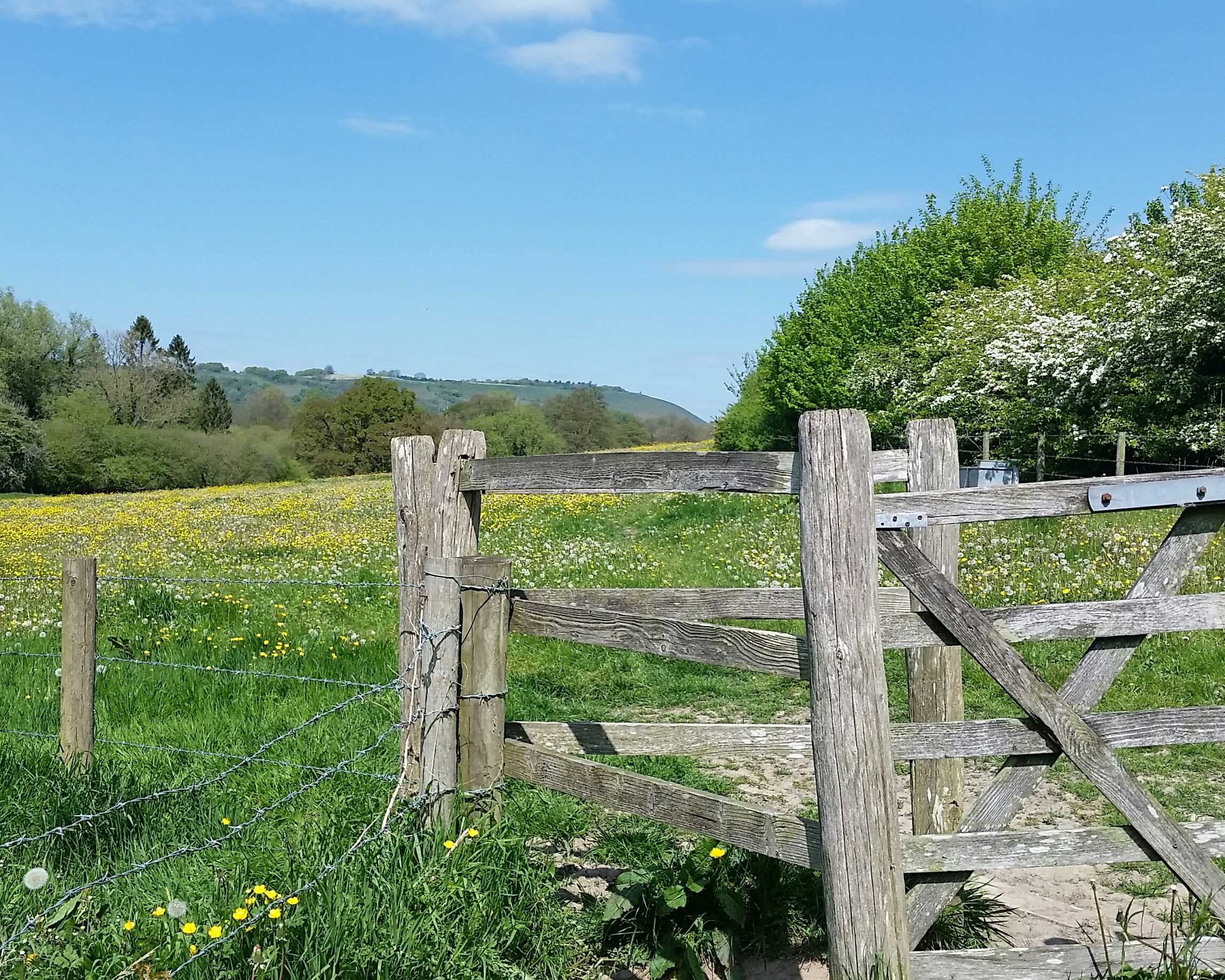 Wooden gate in a meadow