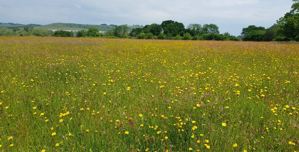 Meadow in Nature reserve with view across Pewsey Vale