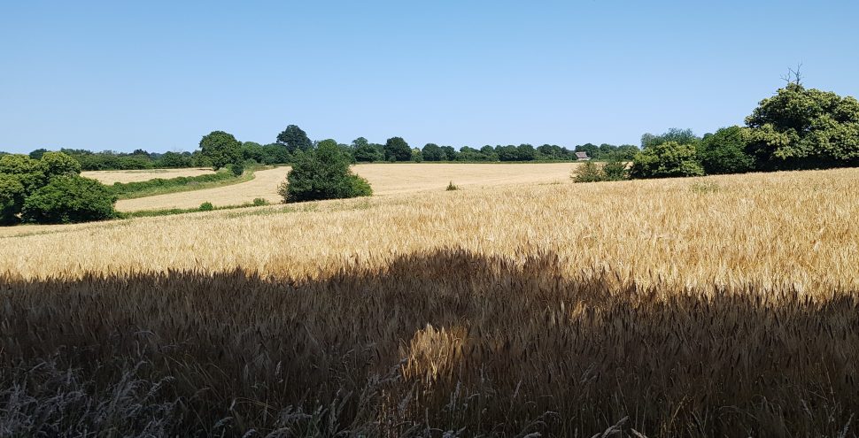 Fields of ripe barley